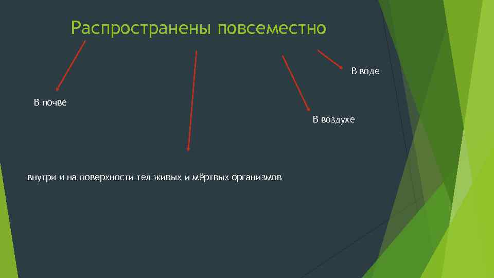 Распространены повсеместно В воде В почве В воздухе внутри и на поверхности тел живых