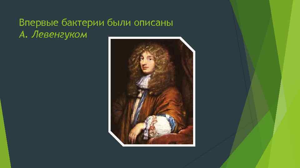 Впервые бактерии были описаны А. Левенгуком 