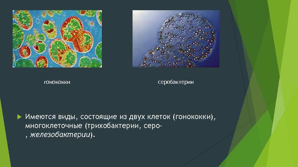 гонококки серобактерии Имеются виды, состоящие из двух клеток (гонококки), многоклеточные (трихобактерии, серо, железобактерии). 