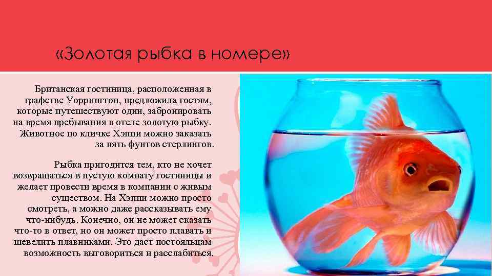  «Золотая рыбка в номере» Британская гостиница, расположенная в графстве Уоррингтон, предложила гостям, которые