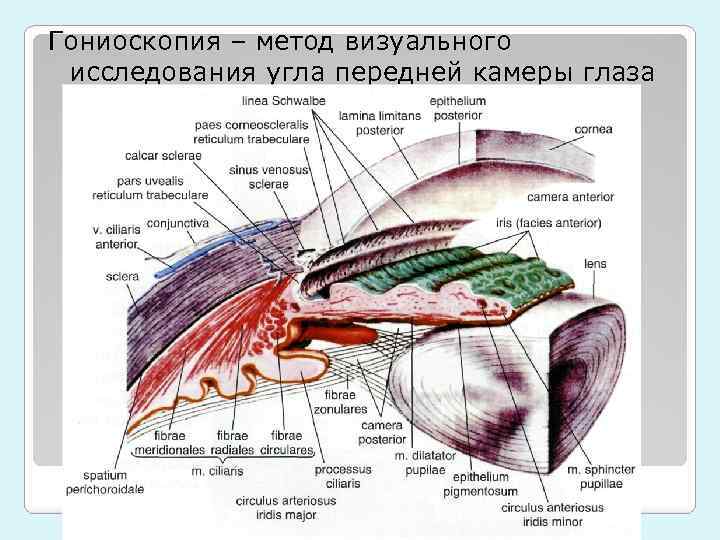Гониоскопия – метод визуального исследования угла передней камеры глаза 