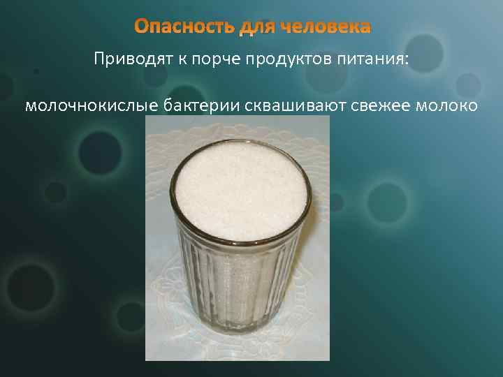 Опасность для человека Приводят к порче продуктов питания: молочнокислые бактерии сквашивают свежее молоко 