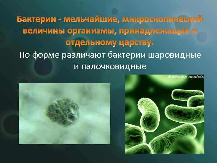 Бактерии - мельчайшие, микроскопической величины организмы, принадлежащие к отдельному царству. По форме различают бактерии
