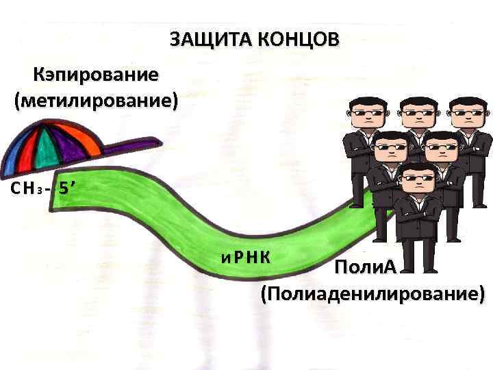 ЗАЩИТА КОНЦОВ Кэпирование (метилирование) CH 3 - 5’ 3’ и. РНК Поли. А (Полиаденилирование)