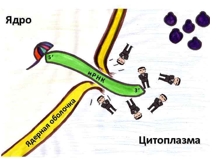 Ядро 5’ и. Р НК 3’ ая рн де Я ка оч ол об