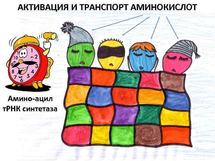 АКТИВАЦИЯ И ТРАНСПОРТ АМИНОКИСЛОТ Амино-ацил т. РНК синтетаза 