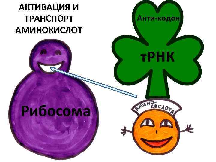 АКТИВАЦИЯ И ТРАНСПОРТ АМИНОКИСЛОТ Анти-кодон т. РНК Рибосома 