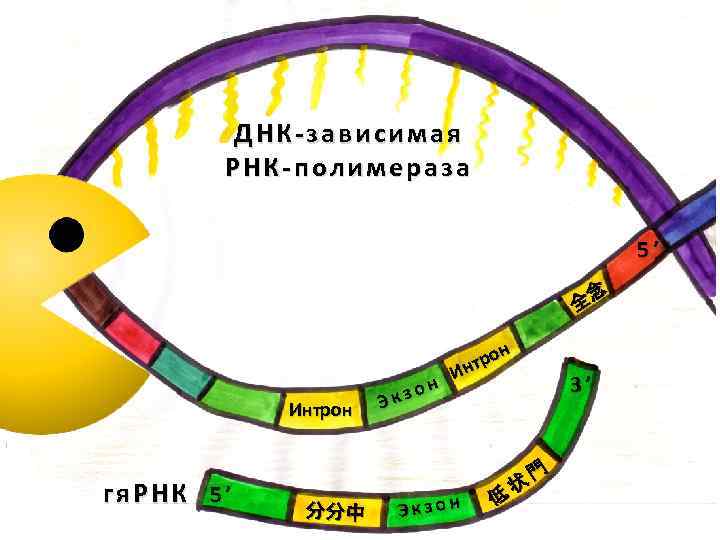 Рнк зависимая рнк полимераза. ДНК зависимые РНК полимеразы. ДНК-зависимая РНК-полимераза. ДНК зависимые ДНК полимеразы.