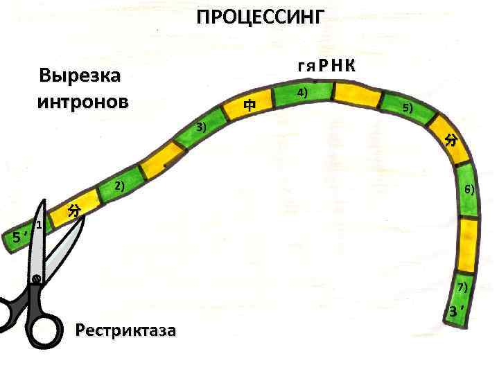 ПРОЦЕССИНГ гя. РНК Вырезка интронов 中 3) 2) 5’ 1) 4) 5) 分 6)