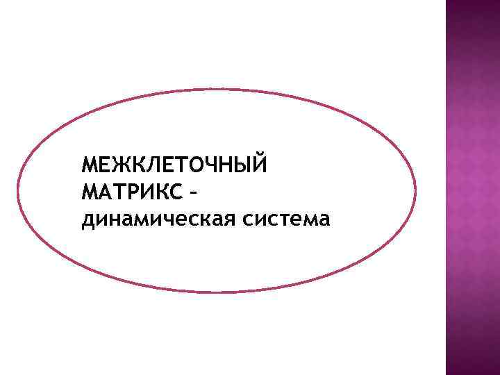 МЕЖКЛЕТОЧНЫЙ МАТРИКС – динамическая система 