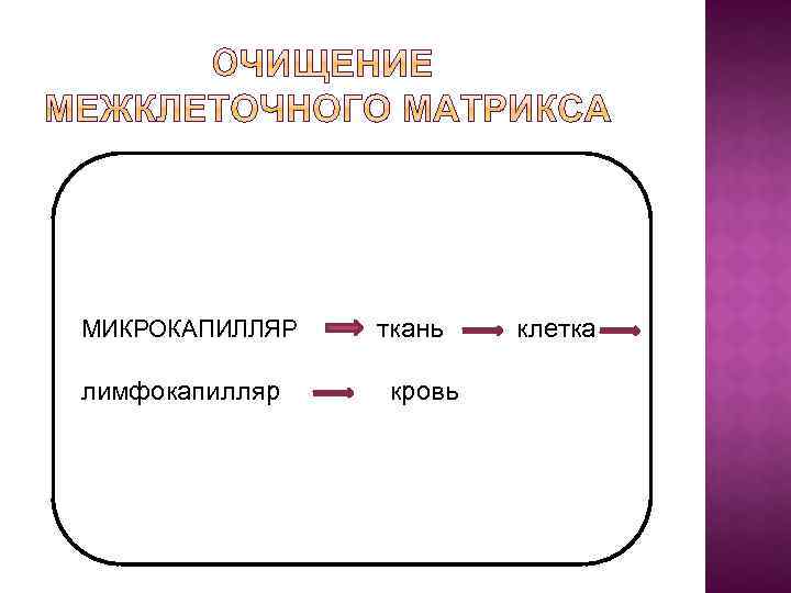 МИКРОКАПИЛЛЯР лимфокапилляр ткань кровь клетка 