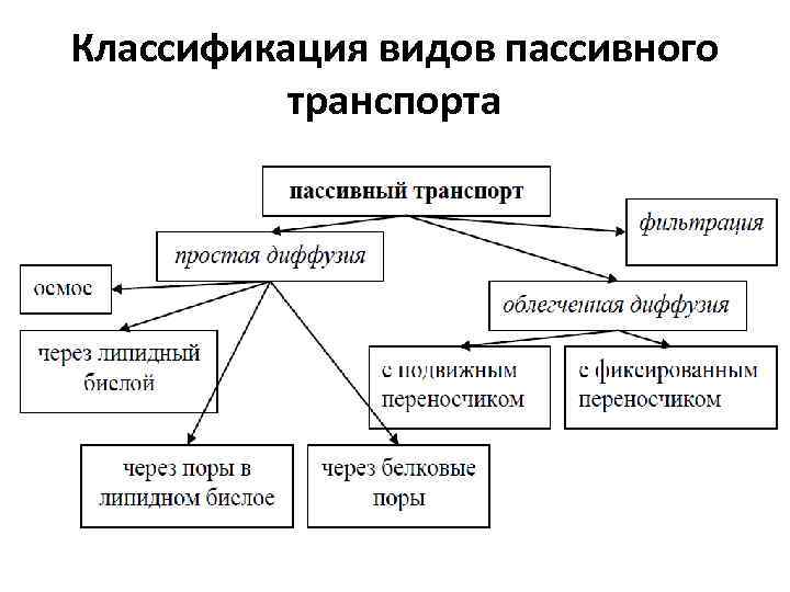 Классификация видов пассивного транспорта 