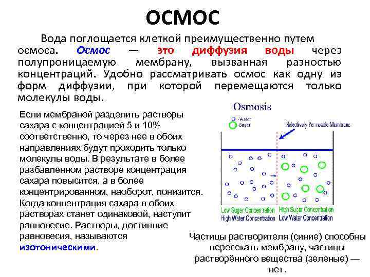 ОСМОС Вода поглощается клеткой преимущественно путем осмоса. Осмос — это диффузия воды через полупроницаемую