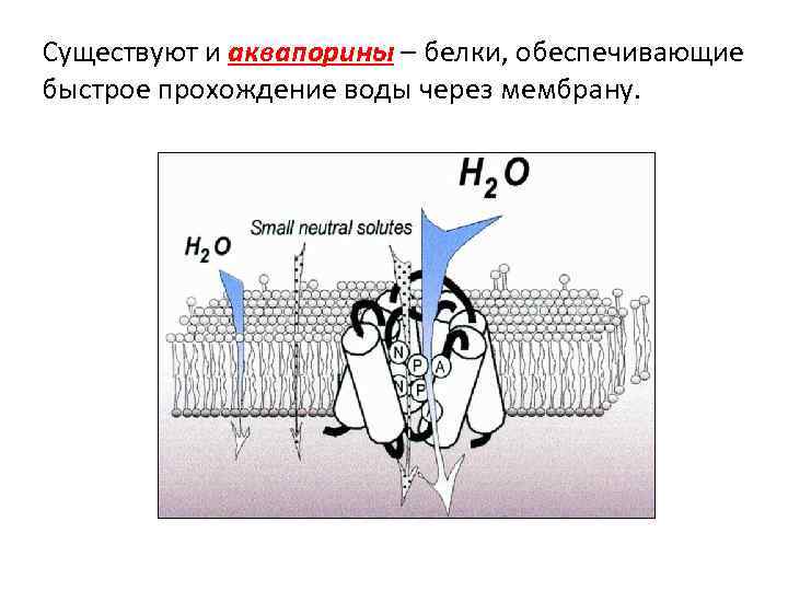 Существуют и аквапорины – белки, обеспечивающие быстрое прохождение воды через мембрану. 