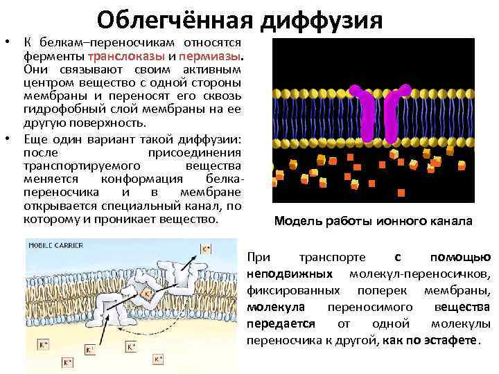 Проницаемость мембраны