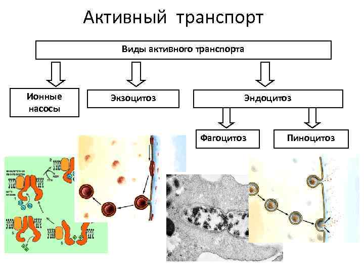 Активный транспорт Виды активного транспорта Ионные насосы Экзоцитоз Эндоцитоз Фагоцитоз Пиноцитоз 