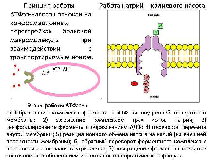 Натрий калиевый насос схема