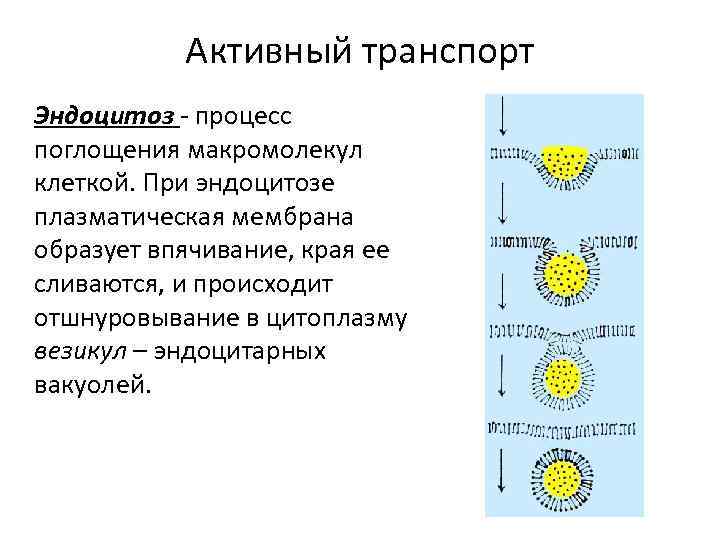 Активный транспорт Эндоцитоз - процесс поглощения макромолекул клеткой. При эндоцитозе плазматическая мембрана образует впячивание,