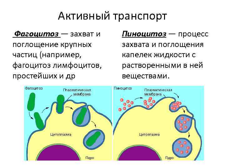 Активный транспорт Фагоцитоз — захват и поглощение крупных частиц (например, фагоцитоз лимфоцитов, простейших и