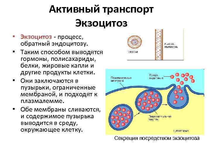 Активный транспорт Экзоцитоз • Экзоцитоз - процесс, обратный эндоцитозу. • Таким способом выводятся гормоны,