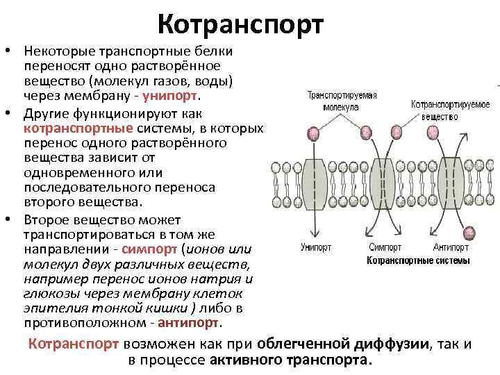 Котранспорт • Некоторые транспортные белки переносят одно растворённое вещество (молекул газов, воды) через мембрану