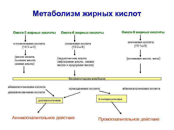 Метаболизм жирных кислот Омега-3 жирные кислоты Омега-6 жирные кислоты α-линоленовая кислота (18: 3 ω-3)