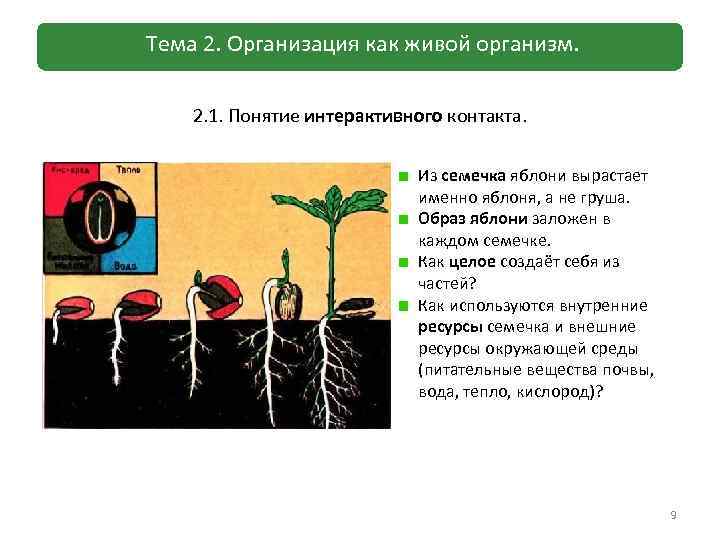 Тема 2. Организация как живой организм. 2. 1. Понятие интерактивного контакта. Из семечка яблони