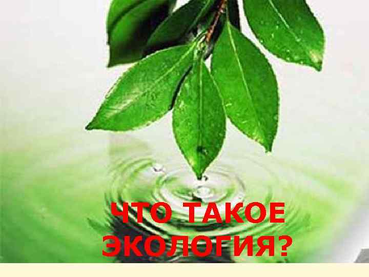 ЧТО ТАКОЕ ЭКОЛОГИЯ? 