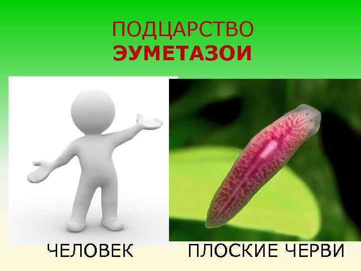 ПОДЦАРСТВО ЭУМЕТАЗОИ ЧЕЛОВЕК ПЛОСКИЕ ЧЕРВИ 