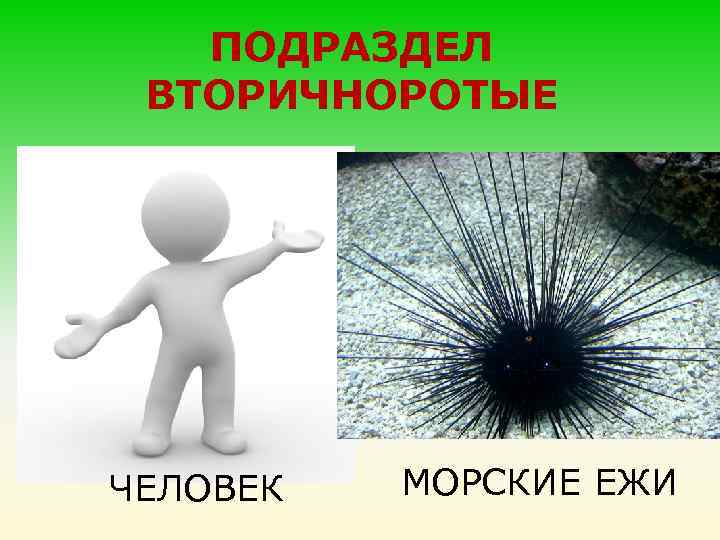ПОДРАЗДЕЛ ВТОРИЧНОРОТЫЕ ЧЕЛОВЕК МОРСКИЕ ЕЖИ 