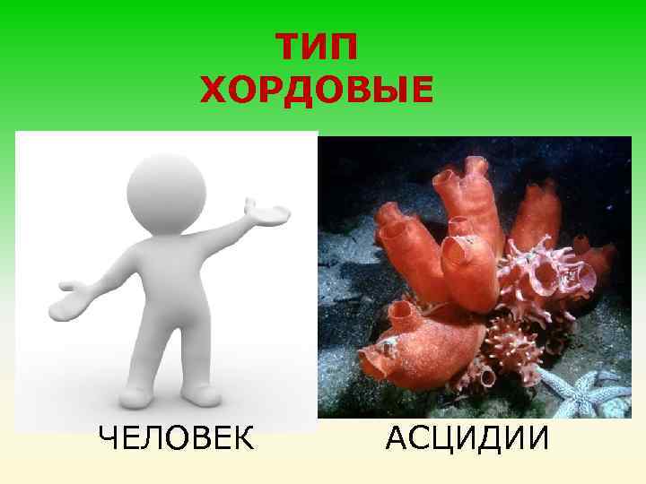 ТИП ХОРДОВЫЕ ЧЕЛОВЕК АСЦИДИИ 