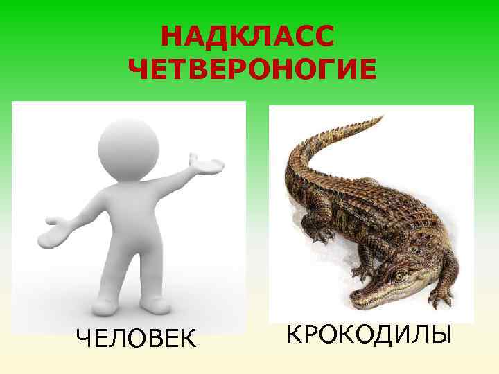 НАДКЛАСС ЧЕТВЕРОНОГИЕ ЧЕЛОВЕК КРОКОДИЛЫ 