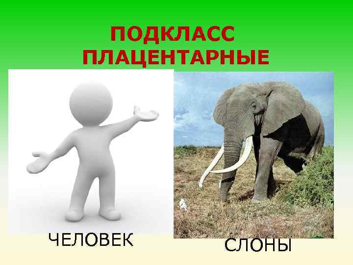 ПОДКЛАСС ПЛАЦЕНТАРНЫЕ ЧЕЛОВЕК СЛОНЫ 
