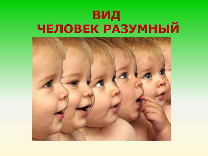 ВИД ЧЕЛОВЕК РАЗУМНЫЙ 
