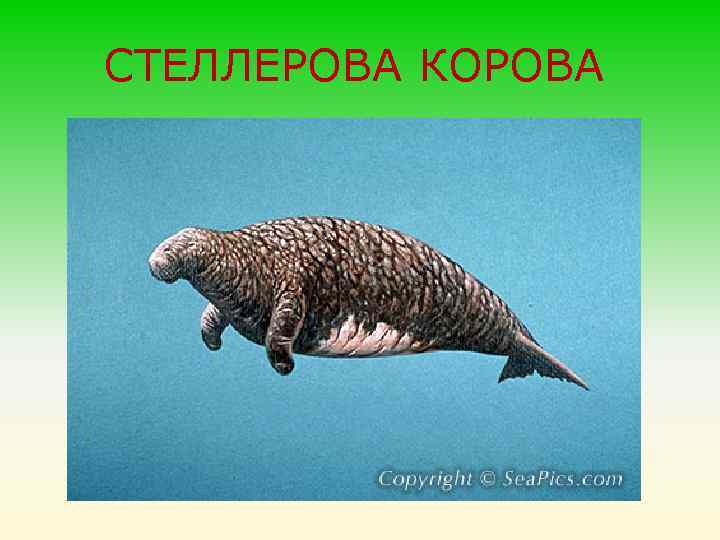 СТЕЛЛЕРОВА КОРОВА 