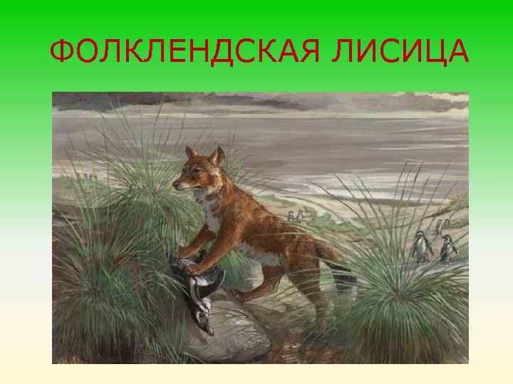 ФОЛКЛЕНДСКАЯ ЛИСИЦА 