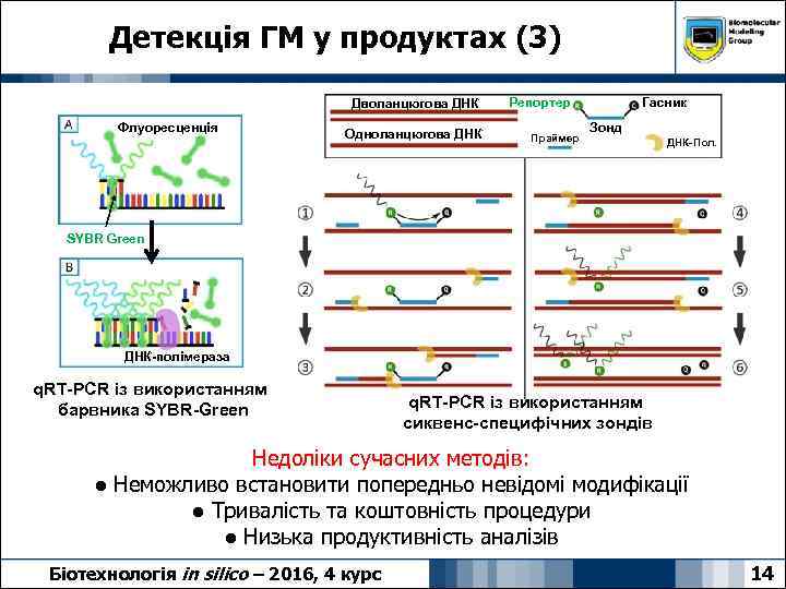 Детекція ГМ у продуктах (3) Дволанцюгова ДНК Флуоресценція Одноланцюгова ДНК Репортер Праймер Гасник Зонд