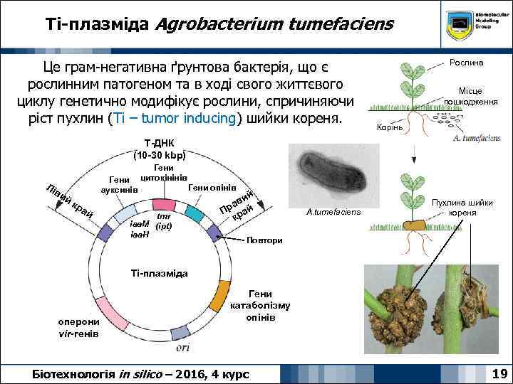 Ti-плазміда Agrobacterium tumefaciens Це грам-негативна ґрунтова бактерія, що є рослинним патогеном та в ході