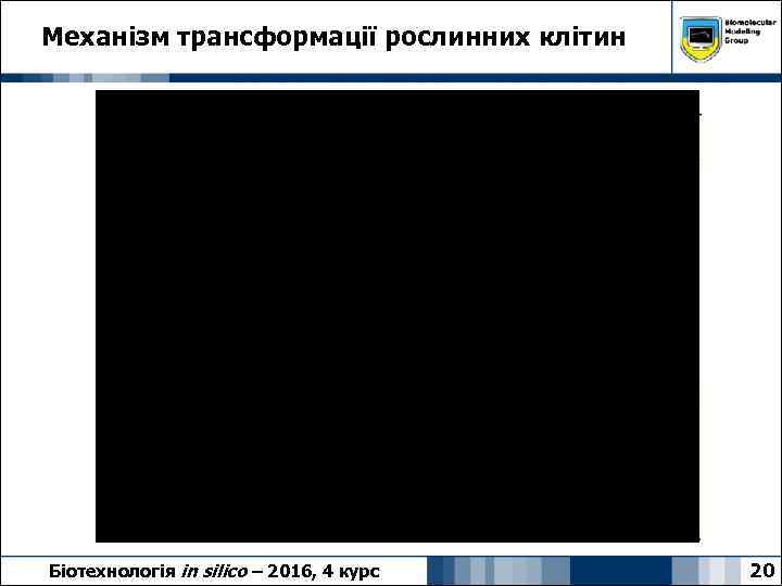 Механізм трансформації рослинних клітин Біотехнологія in silico – 2016, 4 курс 20 