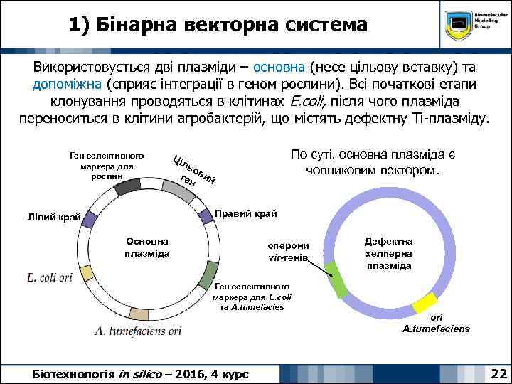 1) Бінарна векторна система Використовується дві плазміди – основна (несе цільову вставку) та допоміжна