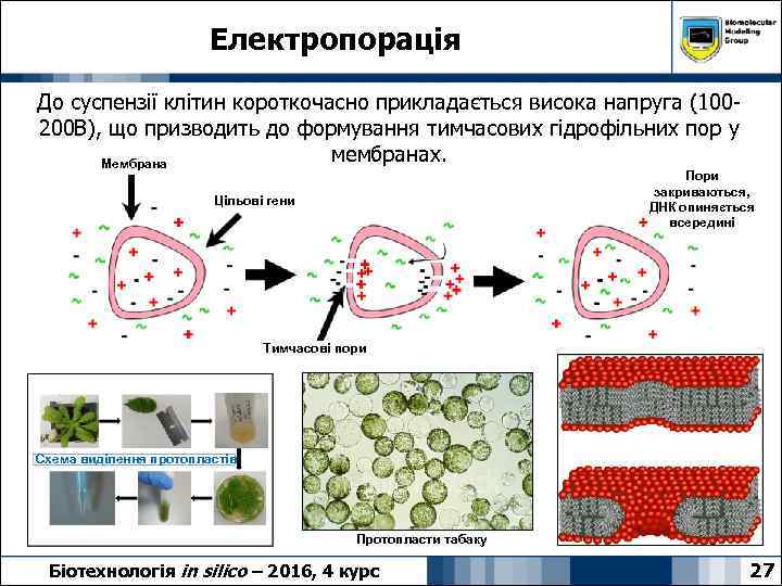 Електропорація До суспензії клітин короткочасно прикладається висока напруга (100200 В), що призводить до формування