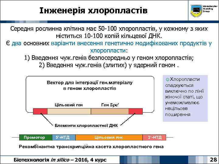 Інженерія хлоропластів Середня рослинна клітина має 50 -100 хлоропластів, у кожному з яких міститься