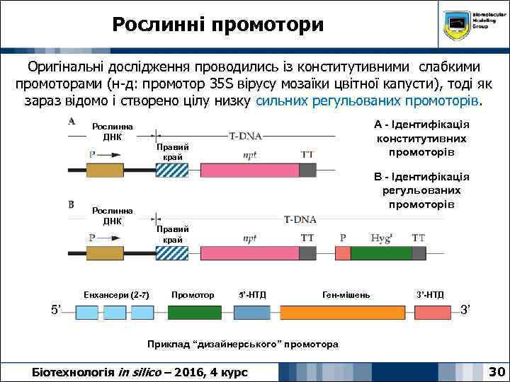 Рослинні промотори Оригінальні дослідження проводились із конститутивними слабкими промоторами (н-д: промотор 35 S вірусу