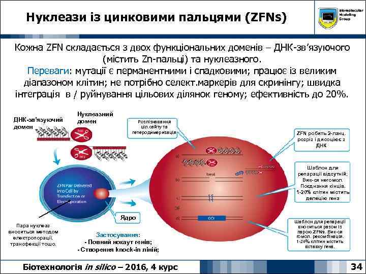 Нуклеази із цинковими пальцями (ZFNs) Кожна ZFN складається з двох функціональних доменів – ДНК-зв’язуючого