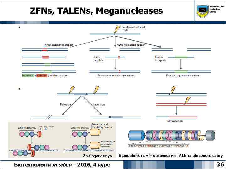 ZFNs, TALENs, Meganucleases Zn-finger arrays Біотехнологія in silico – 2016, 4 курс Відповідність між