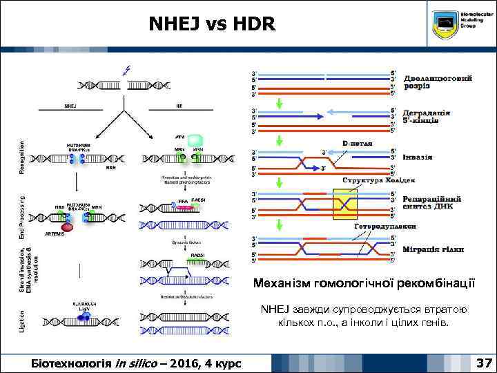 NHEJ vs HDR Механізм гомологічної рекомбінації NHEJ завжди супроводжується втратою кількох п. о. ,