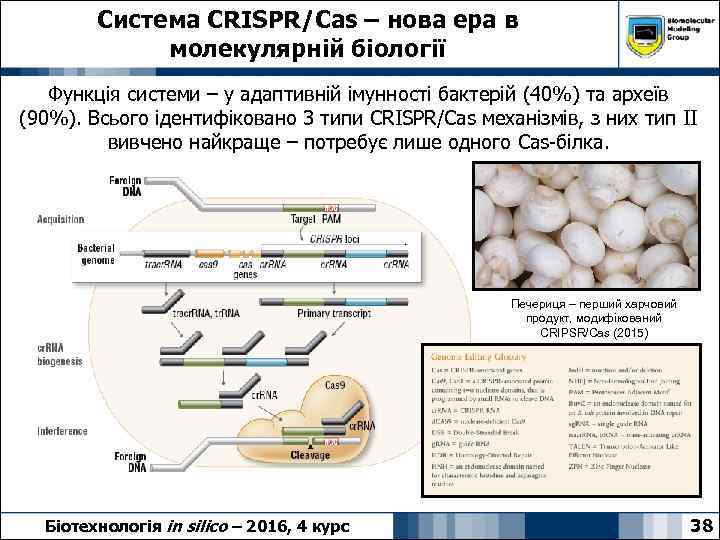 Система CRISPR/Cas – нова ера в молекулярній біології Функція системи – у адаптивній імунності