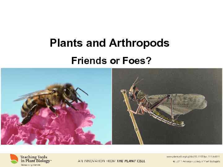 Plants and Arthropods Friends or Foes? www. plantcell. org/cgi/doi/10. 1105/tpc. 111. tto 811 