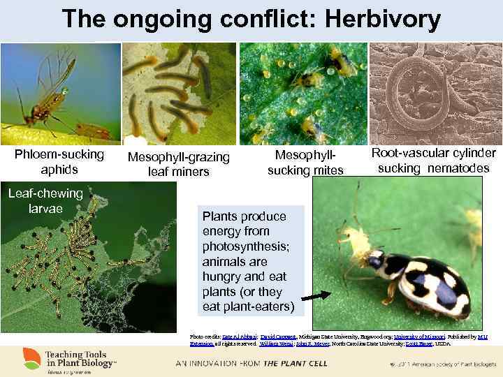 The ongoing conflict: Herbivory Phloem-sucking aphids Leaf-chewing larvae Mesophyll-grazing leaf miners Mesophyllsucking mites Root-vascular