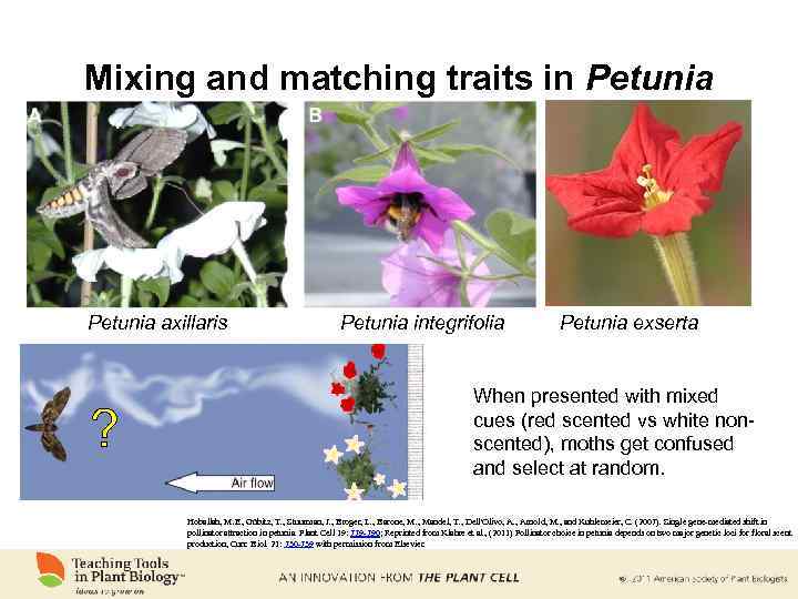 Mixing and matching traits in Petunia axillaris ? Petunia integrifolia Petunia exserta When presented